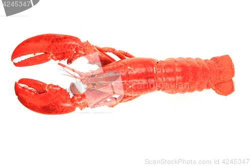 Image of orange lobster isolated