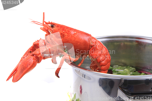 Image of orange lobster isolated