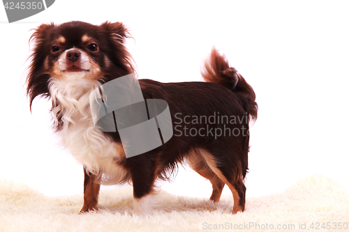 Image of chihuahua is resting
