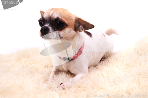 Image of chihuahua is resting