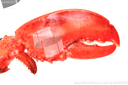 Image of orange lobster isolated