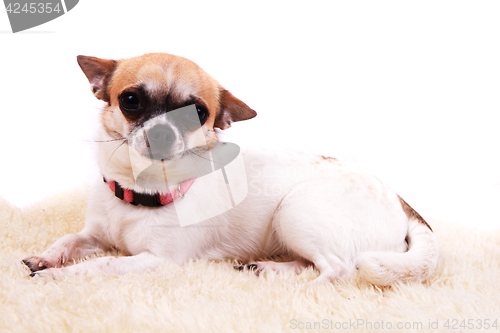 Image of chihuahua is resting