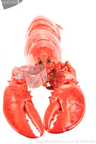 Image of orange lobster isolated