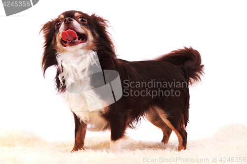 Image of chihuahua is resting