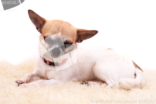 Image of chihuahua is resting
