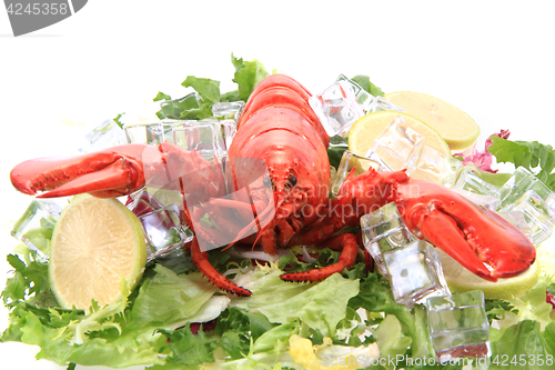 Image of orange lobster isolated