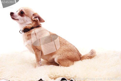 Image of chihuahua is resting