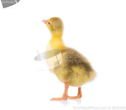 Image of Cute little gosling