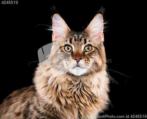 Image of Portrait of Maine Coon cat