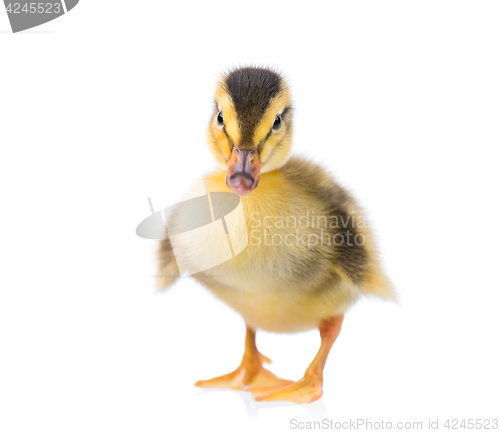 Image of Cute newborn duckling