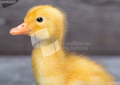 Image of Cute newborn duckling