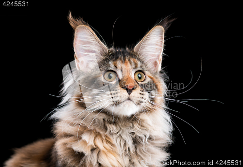 Image of Portrait of Maine Coon cat