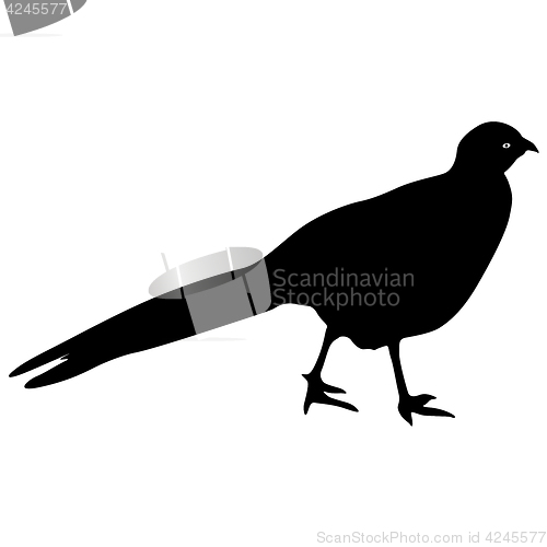 Image of Silhouette bird pheasant on a white background