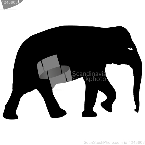 Image of Silhouette large African elephant on a white background