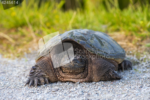 Image of common snapping Turtle