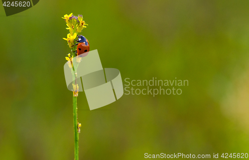 Image of Ladybug