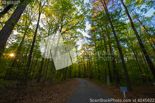 Image of Trees