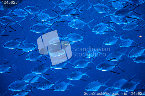 Image of Fishes in aquarium