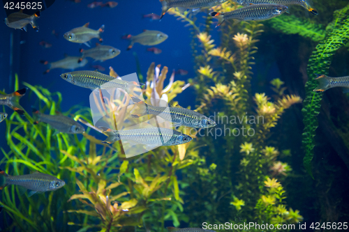 Image of Fishes in aquarium