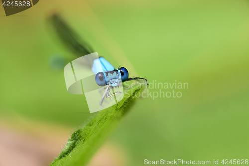 Image of Damselfly