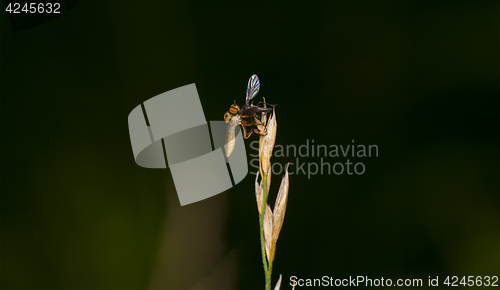 Image of Robbery Fly