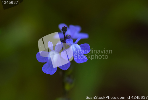 Image of Blue Toadflax