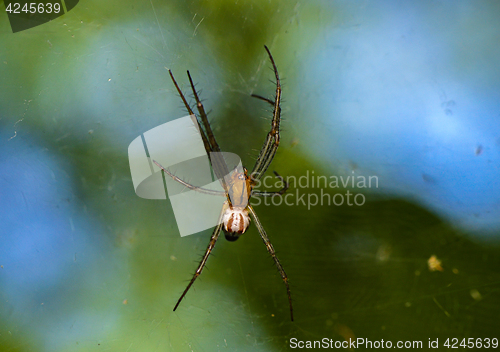 Image of Spider