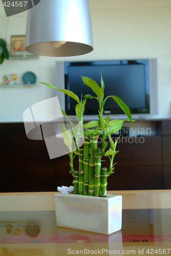 Image of lucky bamboo