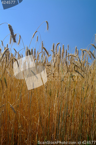 Image of wheat field