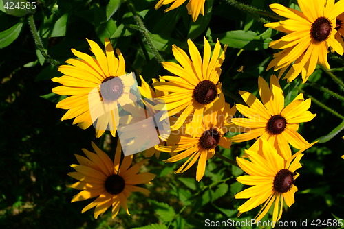 Image of little sunflowers