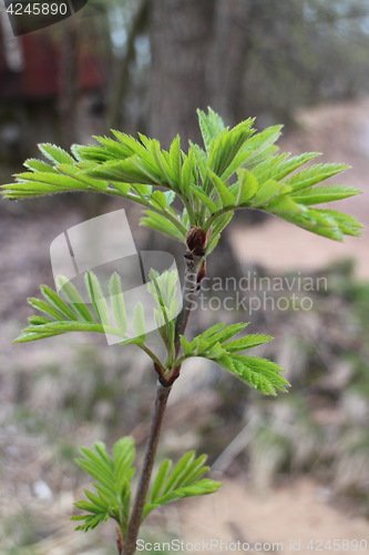 Image of  young fresh foliage mountain ash