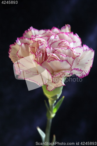 Image of  Single purple Terry carnation flower