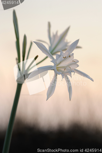 Image of Large white flower Pancratium maritimum