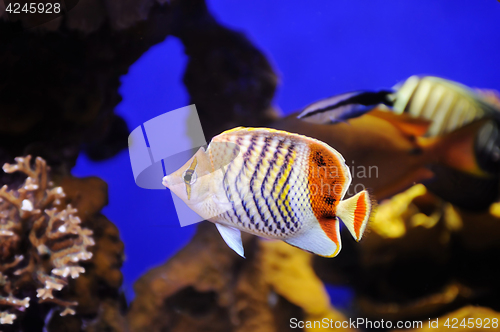 Image of Crown Butterflyfish in Red Sea