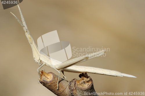 Image of Acrida on a branch