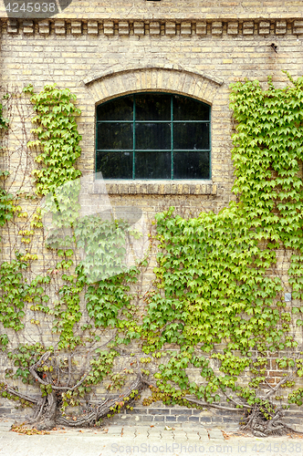 Image of Grape leaves on the walls