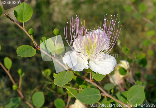 Image of Flower and buds capers