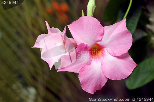 Image of Large pink flower Dipladeniya