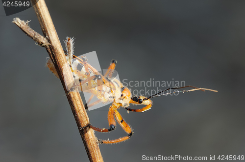 Image of bug on a branch