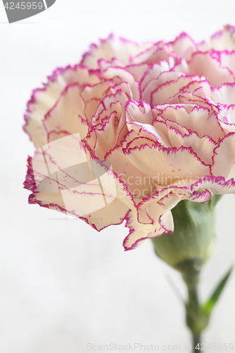 Image of  flower White Terry carnation on white