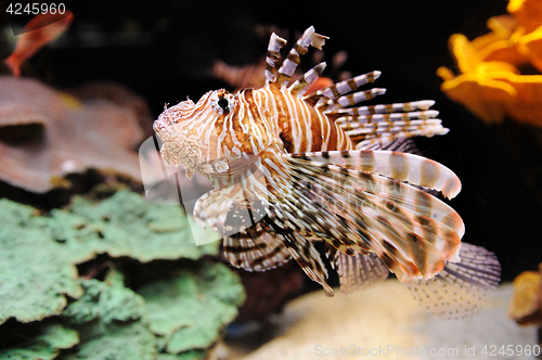 Image of Lionfish (Turkeyfish) in the Red Sea.