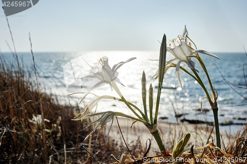 Image of Large white flower Pancratium maritimum