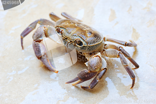 Image of Freshwater land crab