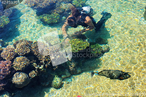 Image of Fish and corals of the Red Sea