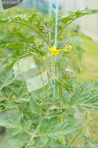 Image of Flowers of cucumbers in greenhouses