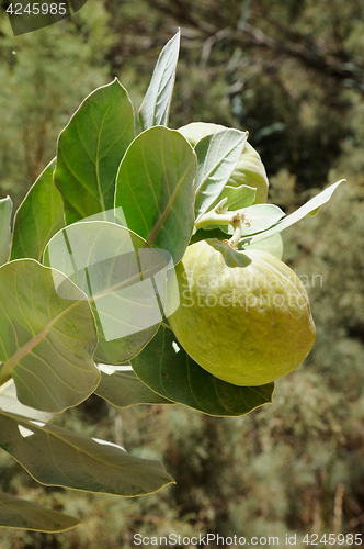 Image of Poisonous Tree Apple of Sodom