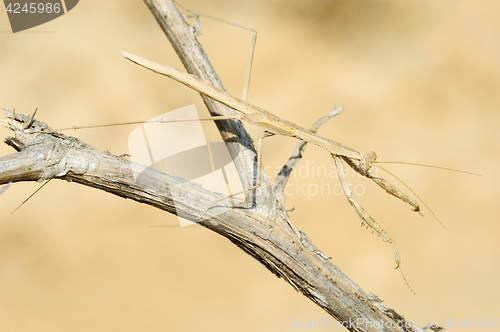 Image of small mantis on a branch