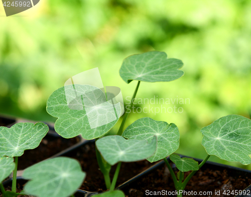 Image of Green leaves of nasturtium seedlings 