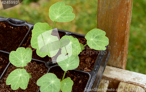 Image of Seed tray of young nasturtium seedlings