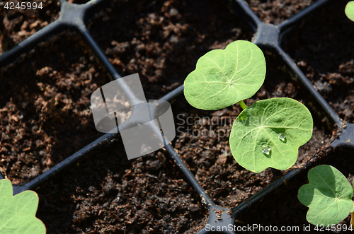 Image of Droplets of water on leaf of a nasturtium seedling 